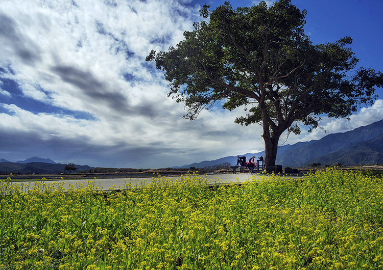 A large tree in the background sits behind a field of yellow flowers with a reclining figure in the distance enjoying the shade of the tree.